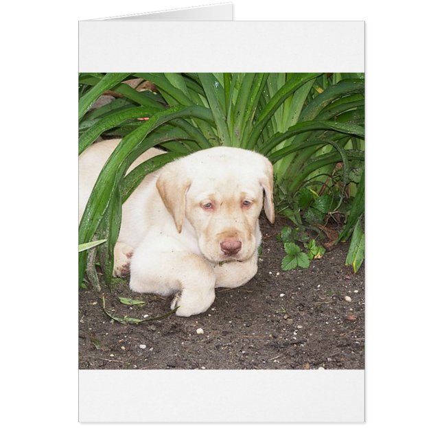 gult 3 Laboratorieläggning Hälsningskort (Framsidan)