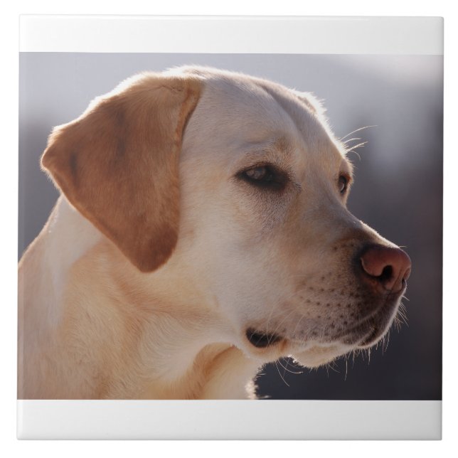 gult 3 Labrador_Retriever.png Kakelplatta (Framsidan)