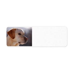 gult 3 Labrador_Retriever.png Returadress Etikett