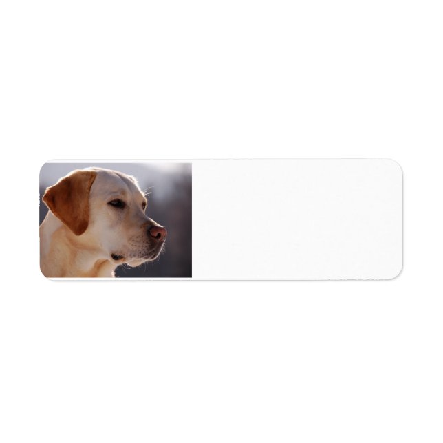 gult 3 Labrador_Retriever.png Returadress Etikett (Framsidan)