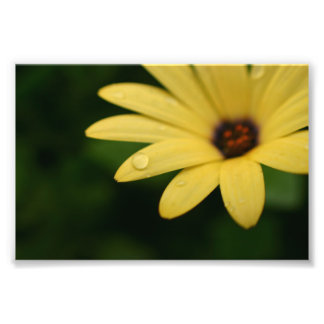 Gult african-daisyns blomfotografi fototryck