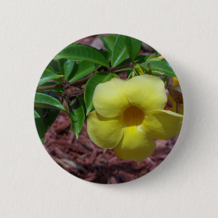 Gult Alamanda-blomman Knapp