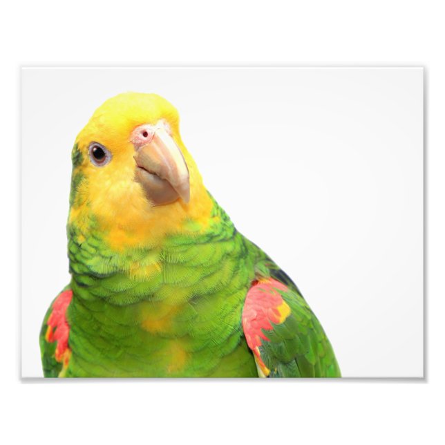 Gult amazon fototryck (Framsidan)