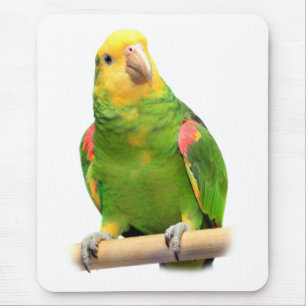 Gult amazon musmatta