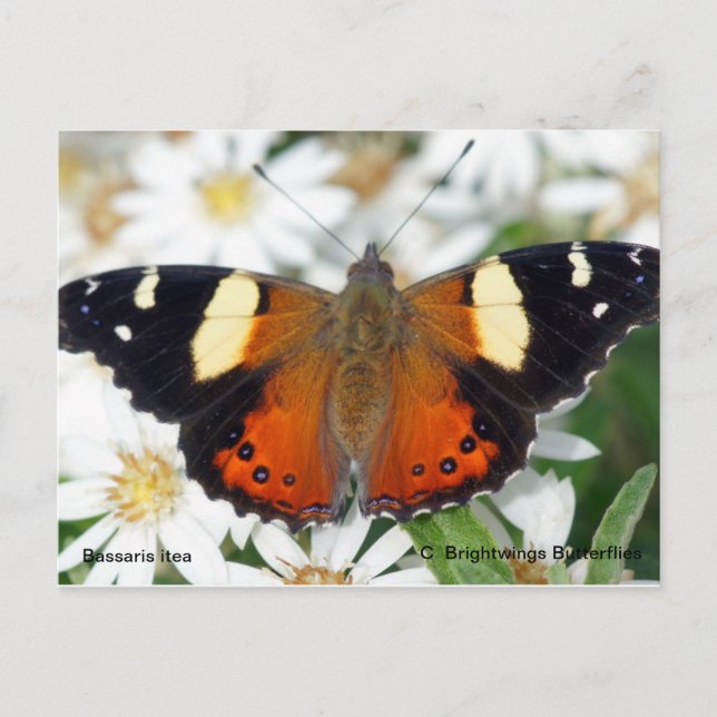 Gult Amiral butterfly Vykort (Framsida)
