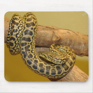 Gult Anaconda Musmatta