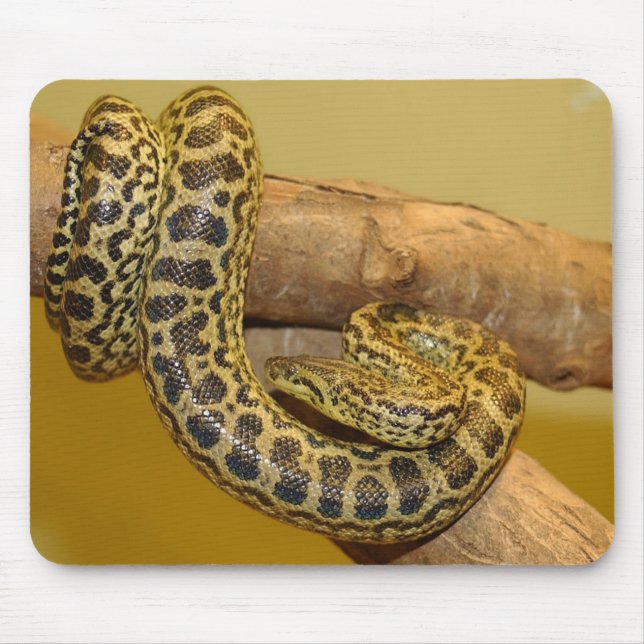 Gult Anaconda Musmatta (Framsidan)