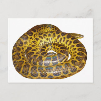 Gult Anaconda Vykort