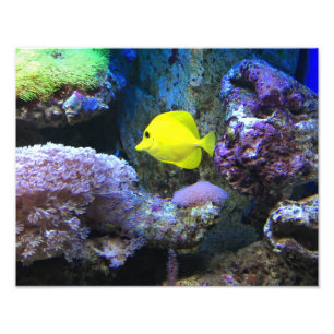 Gult Angelfish Fototryck