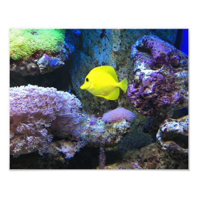 Gult Angelfish Fototryck (Framsidan)