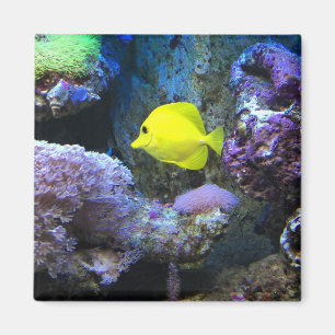 Gult Angelfish Magnet