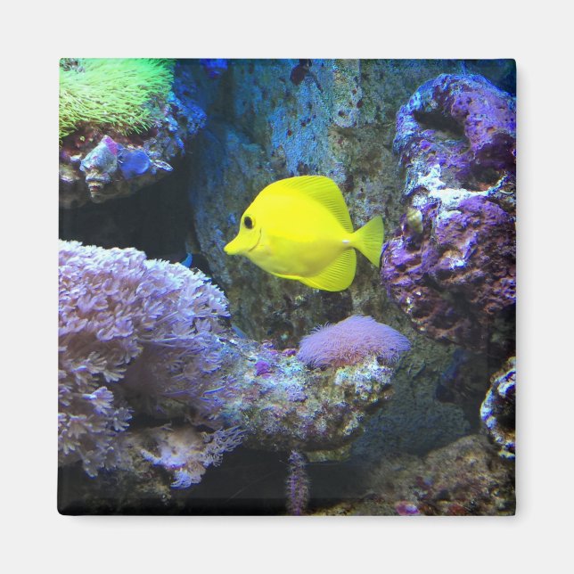 Gult Angelfish Magnet (Framsidan)