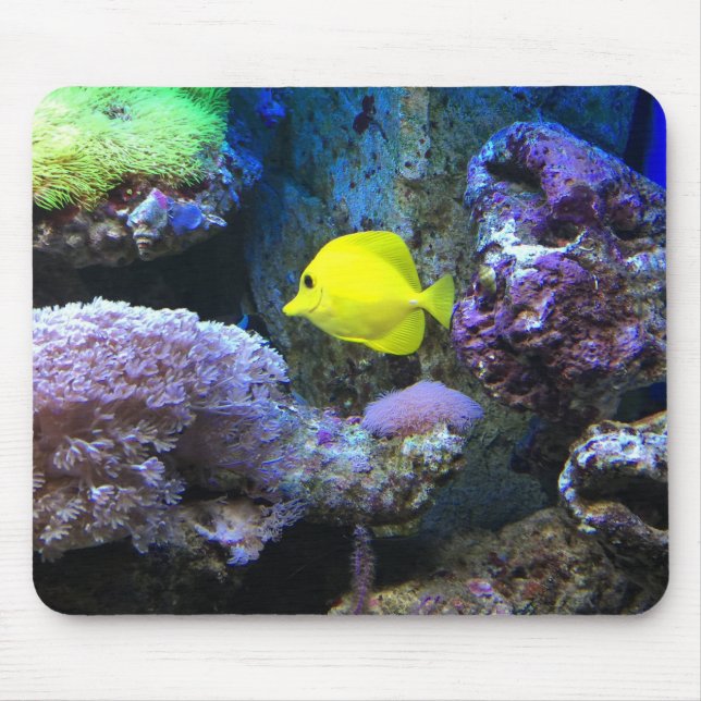 Gult Angelfish Musmatta (Framsidan)