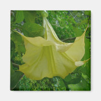 Gult Angels Trumpet Magnet