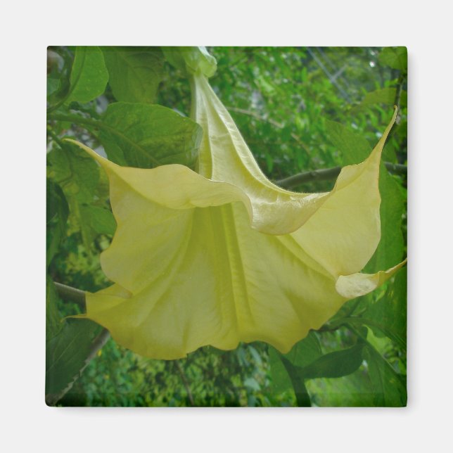 Gult Angels Trumpet Magnet (Framsidan)