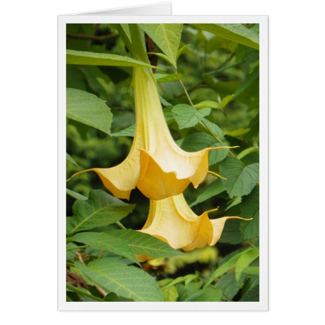 Gult Angels trumpet OBS Kort (Framsidan)