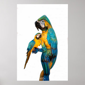 Gult Ara av Johannes Stötter Poster