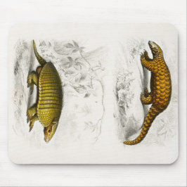 Gult Armadillo Indian Pangolin illustration Musmatta