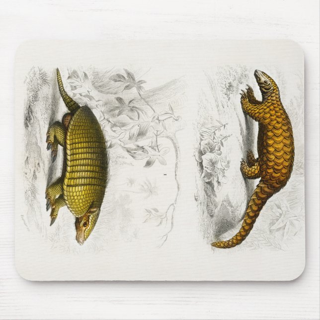 Gult Armadillo Indian Pangolin illustration Musmatta (Framsidan)