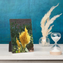 Gult Astilbe-blomma
