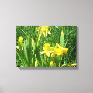 Gult av butterkopp-affodils canvastryck