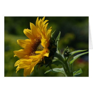 Gult av solblommor Petals Pollen Hälsningskort