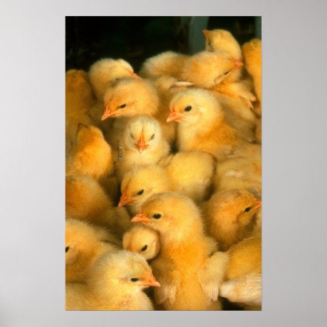 Gult Baby Chickar Poster (Framsidan)