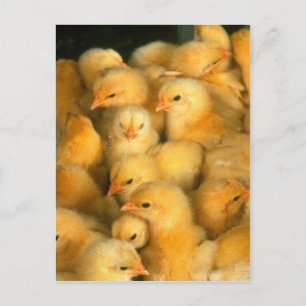 Gult Baby Chickar Vykort