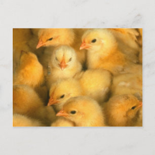 Gult Baby Chickar Vykort