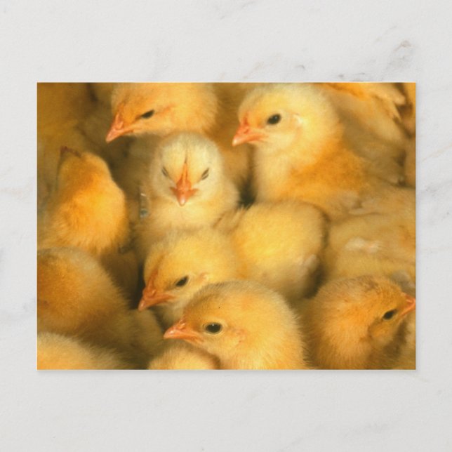 Gult Baby Chickar Vykort (Framsida)
