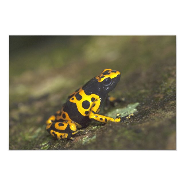 Gult-banderoll Poison Dart Frog Dendrobates Fototryck (Framsidan)