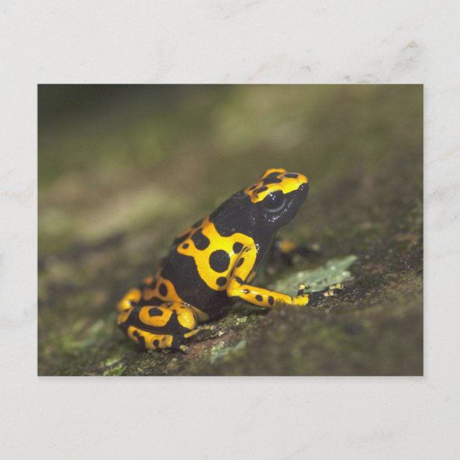 Gult-banderoll Poison Dart Frog Dendrobates Vykort (Framsida)