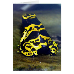 Gult-banderoll Poison Frog - Dendrobate leucomelas Hälsningskort