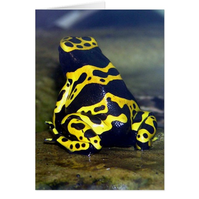 Gult-banderoll Poison Frog - Dendrobate leucomelas Hälsningskort (Framsidan)