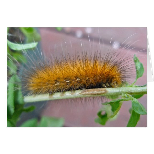Gult Bear Caterdar Virginian Tiger Moth Items Hälsningskort (Framsidan Horizontal)