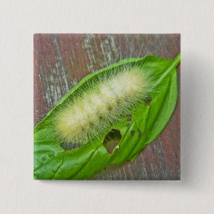 Gult Bear Caterdar Virginian Tiger Moth Items Knapp