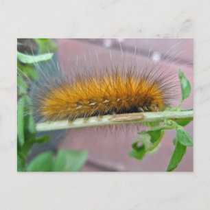 Gult Bear Caterdar Virginian Tiger Moth Items Vykort