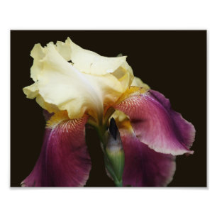 Gult Bearded Iris Flower 8x10 Fototryck