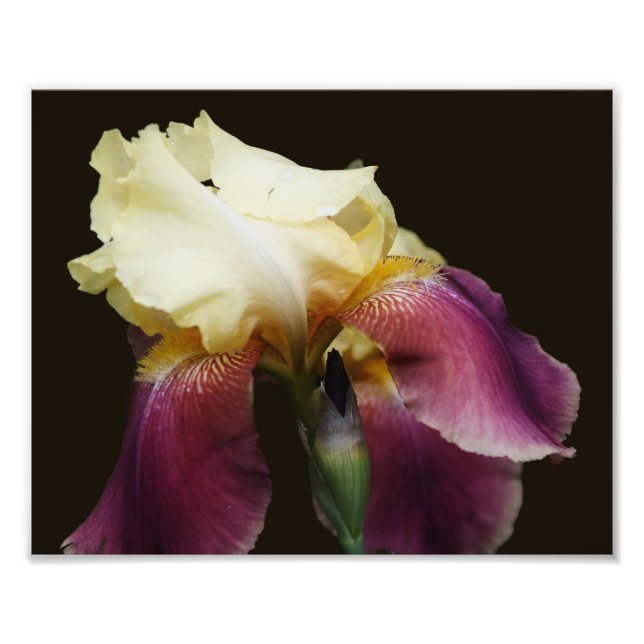 Gult Bearded Iris Flower 8x10 Fototryck (Framsidan)