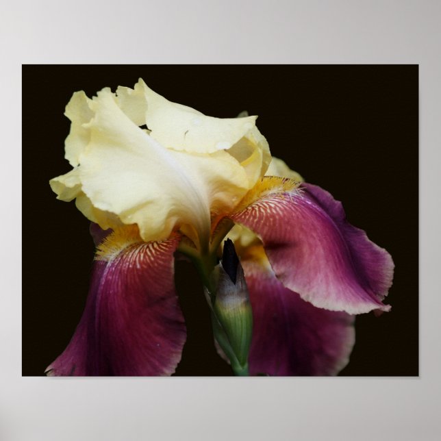 Gult Bearded Iris Flower Poster (Framsidan)