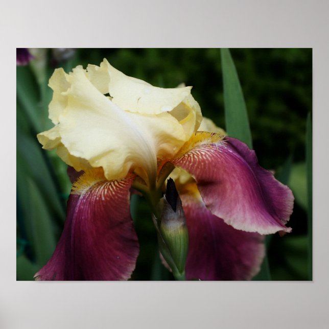 Gult Bearded Iris Flower Poster (Framsidan)