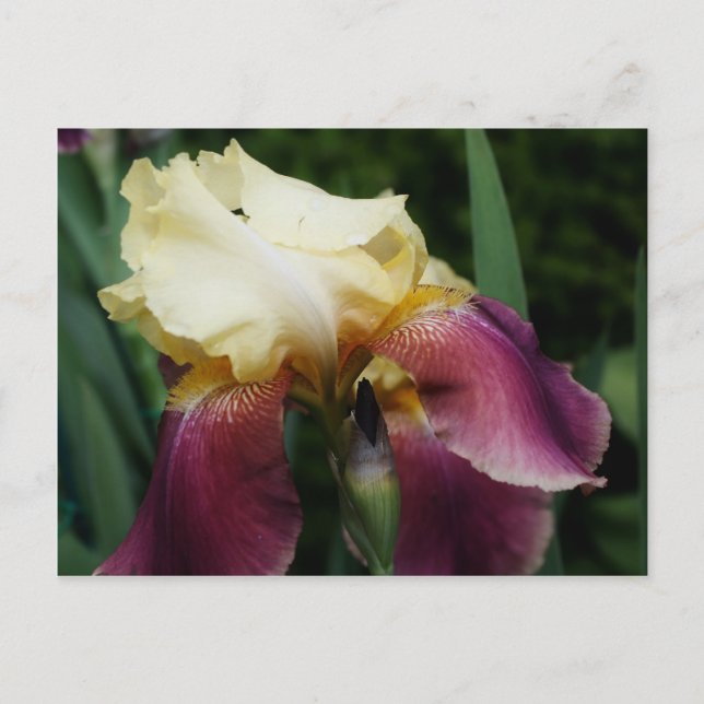 Gult Bearded Iris Flower Vykort (Framsida)