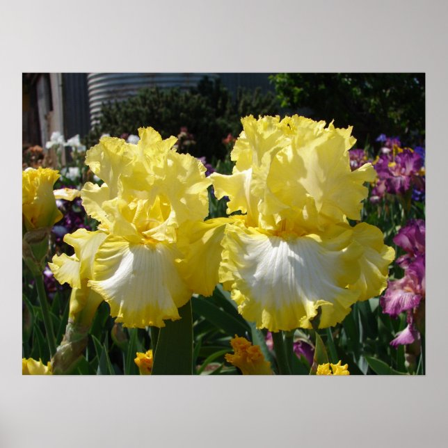 Gult Bearded Iris Irises Flowers blommigt Poster (Framsidan)