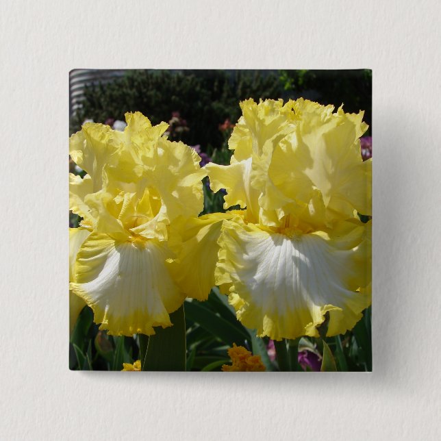 Gult Beared Iris Irises Flowers blommigt Knapp (Framsida)