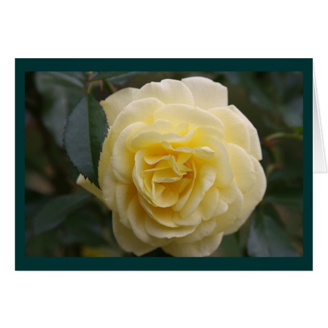 Gult Beauty OBS Kort (Framsidan Horizontal)