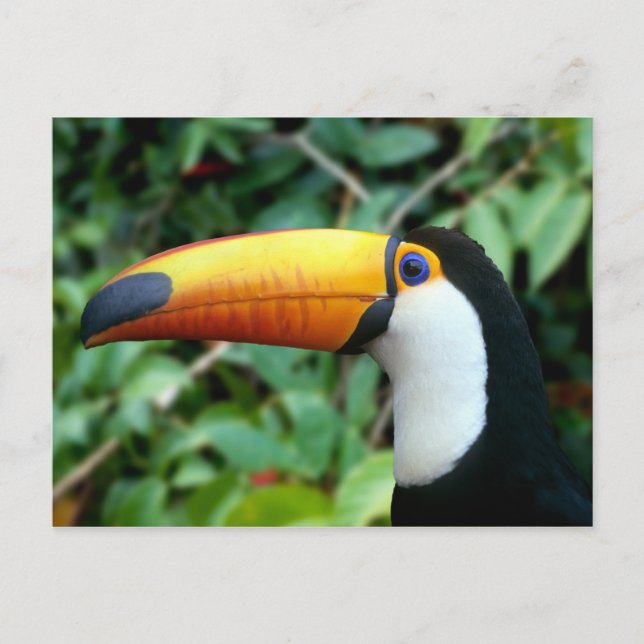Gult Beed Toucan Vykort (Framsida)