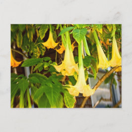 gult "bell"l blommor vykort