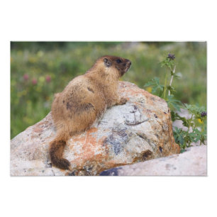 Gult-bellied Marmot, Marmota flaviventris, Fototryck