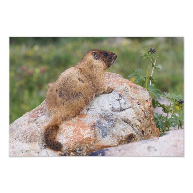 Gult-bellied Marmot, Marmota flaviventris, Fototryck (Framsidan)