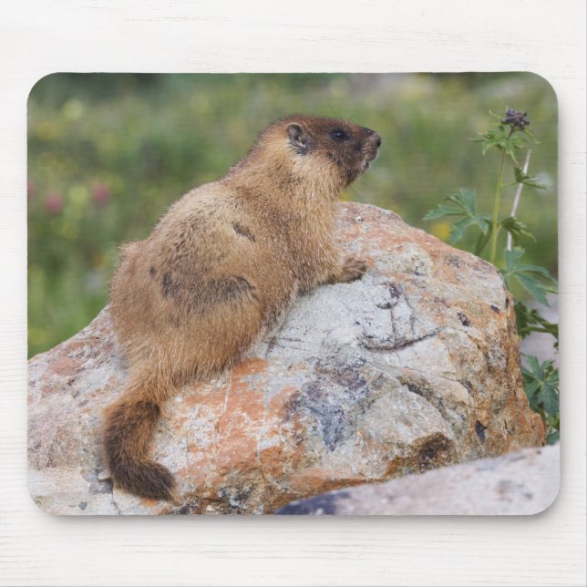 Gult-bellied Marmot, Marmota flaviventris, Musmatta (Framsidan)